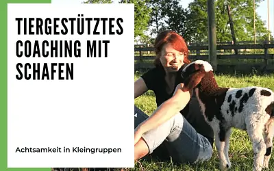 Tiergestütztes Coaching mit Schafen zum Thema Achtsamkeit in der Kleingruppe