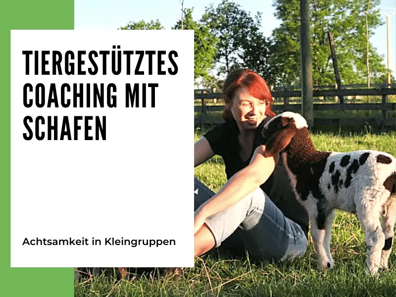 Tiergestütztes Coaching mit Schafen