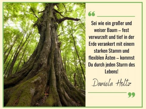 Sei wie ein Baum - coachingraumnatur
