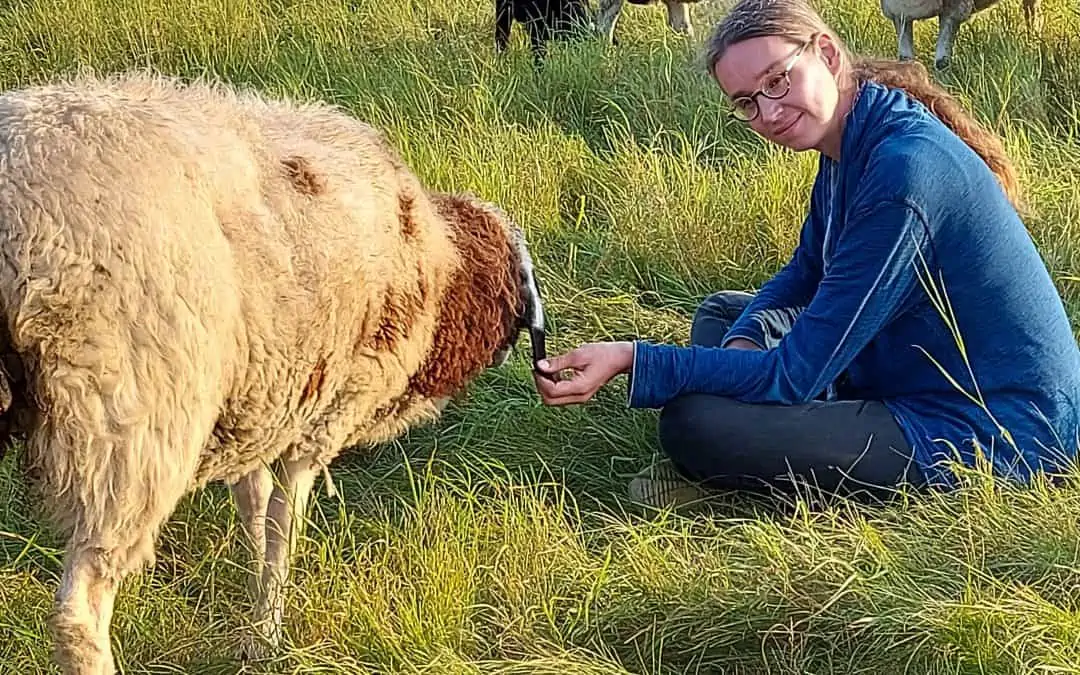 Ein Erfahrungsbericht vom Achtsamkeitscoaching mit Schafen von Sonja Zaunbrecher