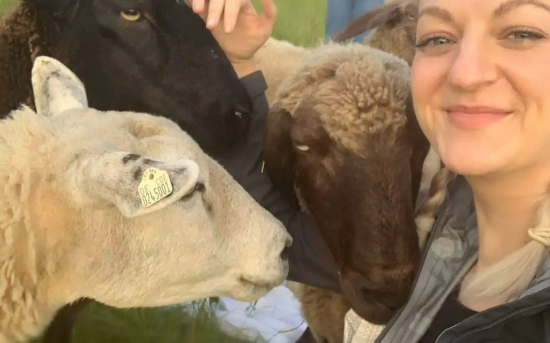 Ein Erfahrungsbericht vom Achtsamkeitscoaching mit Schafen von Amanda Jelonek