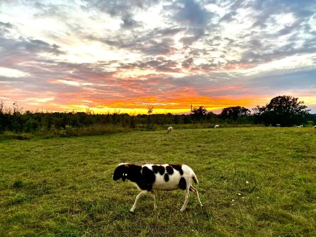 Sonnenuntergang mit Schafen