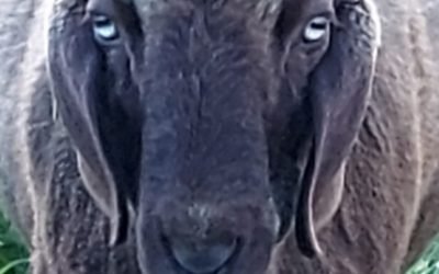 Perspektivwechsel mit Schaf Schokolade