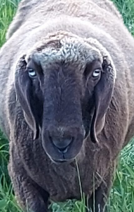 Perspektivwechsel mit Schaf Schokolade