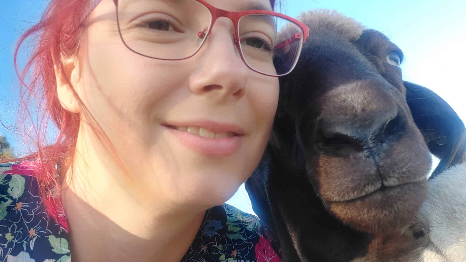 Veränderungen angehen in Begleitung der Schafe