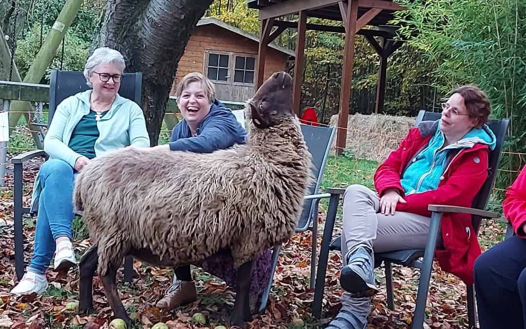 Schafe helfen durch den Winter – Die Schafe beglücken die Bewohner*innen im Karthaus