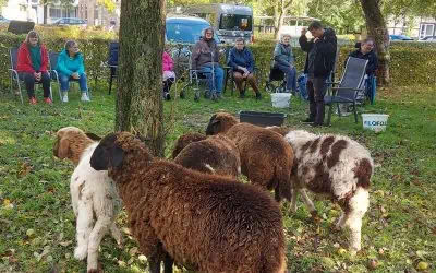 Schafe sind unsere Freunde und helfen uns durch den Winter