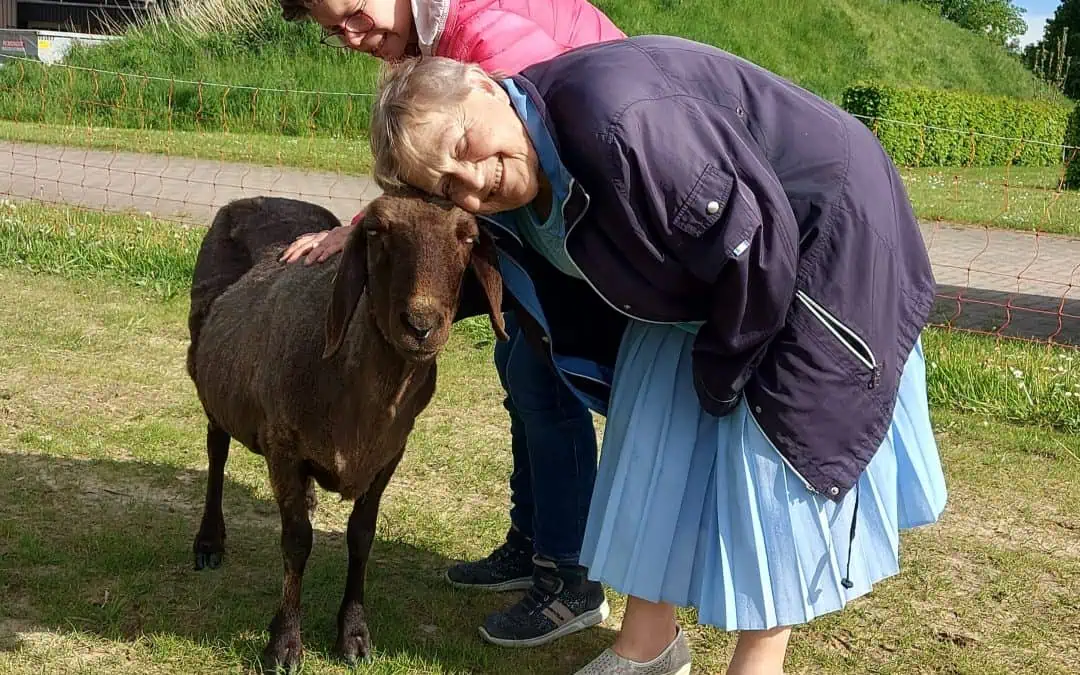 Gemeinsam mit den Schafen den Frühling genießen