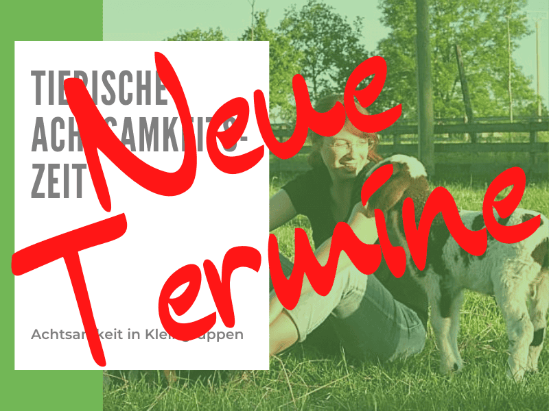 Tierische Achtsamkeitszeit – Tiere & Natur spüren, sich selbst begegnen