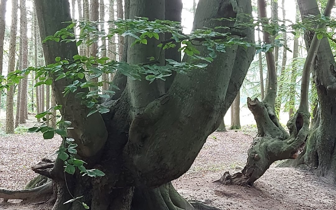 Achtsamkeitsimpulse in der Natur – Deine Einladung zur bewussten Verbundenheit
