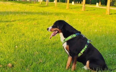 Ich spür` das Gras – und du? – Naturcoaching bei Burnout